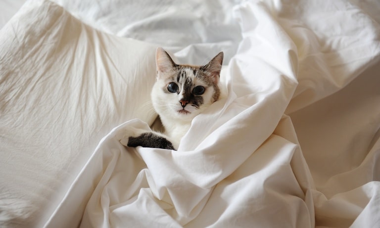 A cute cat with white-and-brown markings sitting within the folds of a white hotel blanket while laying on the bed.