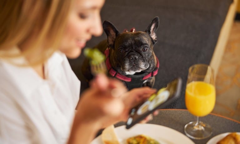 A French bulldog watches its owner eat breakfast at a dining table with orange juice and food plates visible.