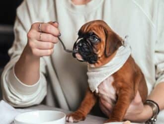 A person feeds their boxer puppy from a spoon while the dog wears a white bib during mealtime at home.