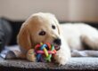 A golden retriever puppy lays on the couch with a colorful, silicone chew toy. The dog chews on the toy.