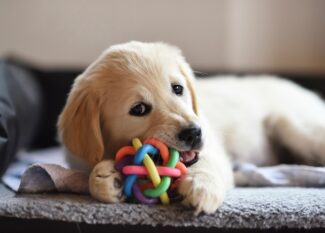 A golden retriever puppy lays on the couch with a colorful, silicone chew toy. The dog chews on the toy.