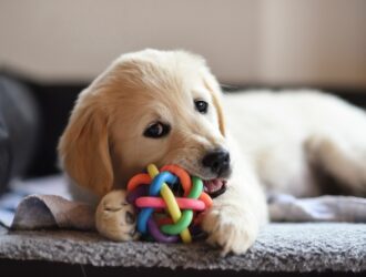 A golden retriever puppy lays on the couch with a colorful, silicone chew toy. The dog chews on the toy.