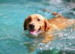 A large golden-furred dog swimming through water. Its wet fur is slicked down and its tongue is hanging out.