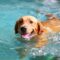 A large golden-furred dog swimming through water. Its wet fur is slicked down and its tongue is hanging out.