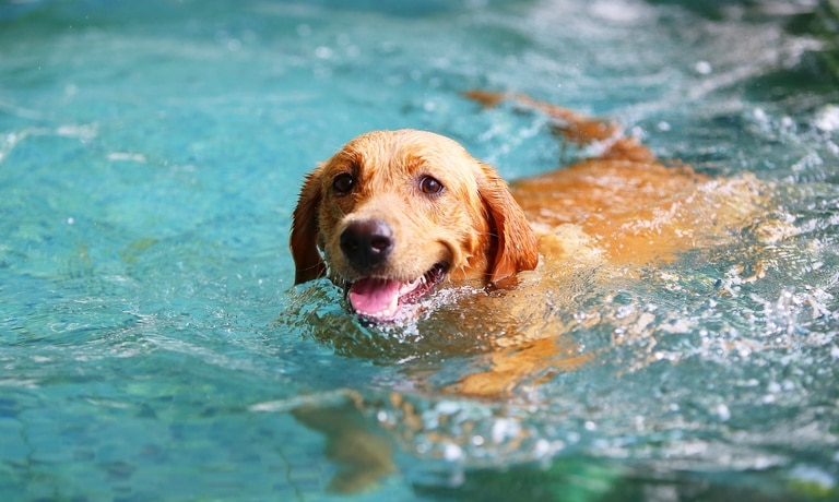 A large golden-furred dog swimming through water. Its wet fur is slicked down and its tongue is hanging out.