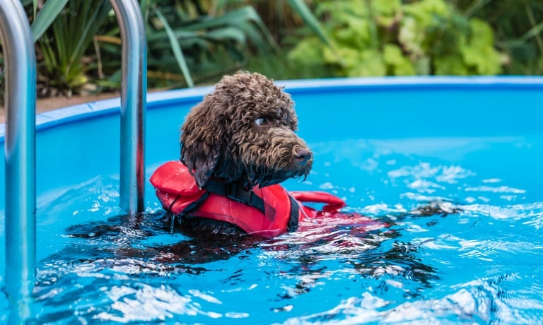 A black, curly-haired dog wearing a red vest floating in a round, above-ground pool near the ladder.