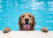 A Golden Retriever dog hangs onto the side of a family pool by its paws. Their tongue is sticking out and they're wet.