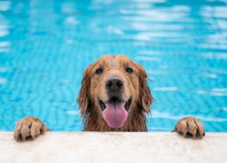 A Golden Retriever dog hangs onto the side of a family pool by its paws. Their tongue is sticking out and they're wet.