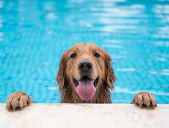 A Golden Retriever dog hangs onto the side of a family pool by its paws. Their tongue is sticking out and they're wet.