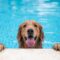 A Golden Retriever dog hangs onto the side of a family pool by its paws. Their tongue is sticking out and they're wet.