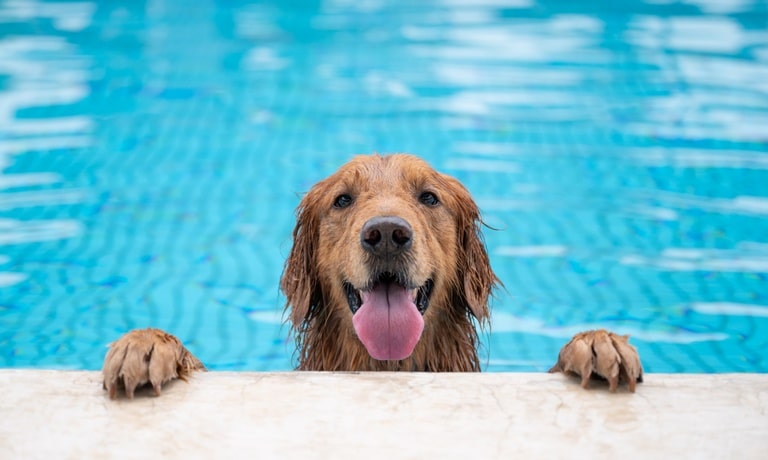 A Golden Retriever dog hangs onto the side of a family pool by its paws. Their tongue is sticking out and they're wet.