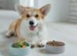 A happy Corgi lies on a wooden floor between two bowls: one with veggies and one with kibble, showcasing pet nutrition.