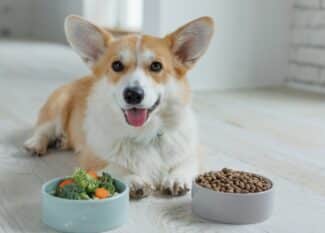 A happy Corgi lies on a wooden floor between two bowls: one with veggies and one with kibble, showcasing pet nutrition.