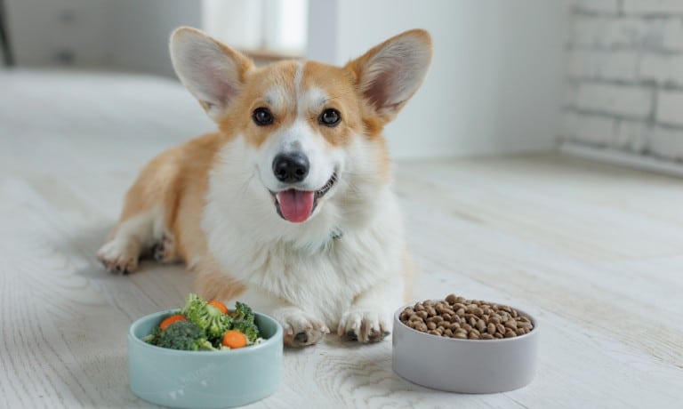 A happy Corgi lies on a wooden floor between two bowls: one with veggies and one with kibble, showcasing pet nutrition.