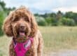 A panting brown puppy wearing a bright pink harness stands on a trail surrounded by green foliage in an outdoor setting.
