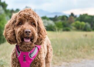 A panting brown puppy wearing a bright pink harness stands on a trail surrounded by green foliage in an outdoor setting.