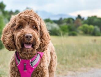 A panting brown puppy wearing a bright pink harness stands on a trail surrounded by green foliage in an outdoor setting.