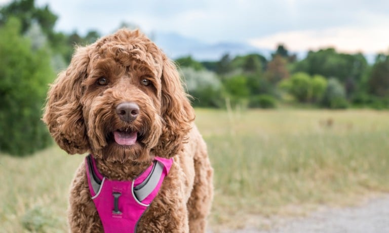 A panting brown puppy wearing a bright pink harness stands on a trail surrounded by green foliage in an outdoor setting.