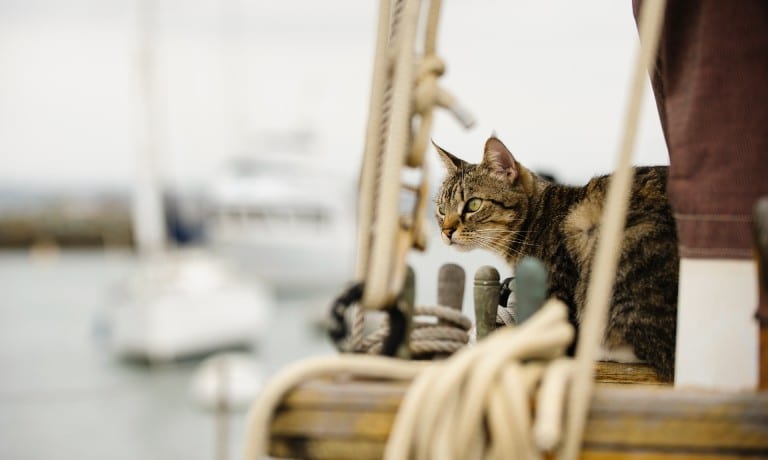 A short-haired cat with green eyes peering out from behind a boat's mast and taut rope to look at the harbor.