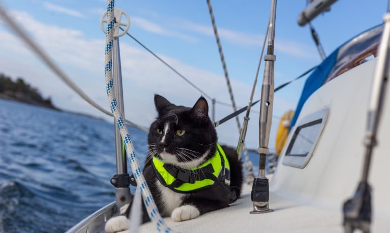 A black and white cat in a neon yellow life jacket lounges on the deck of a sailboat at sea.