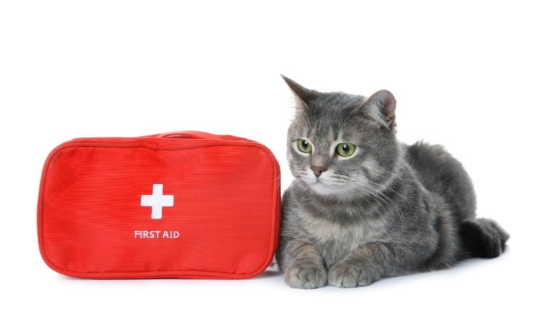 A gray cat with hazel eyes lies beside a red first aid kit with a white cross symbol on a white background.