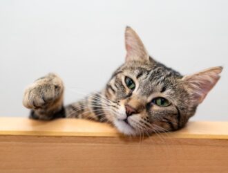A tabby cat with it's head lying on a piece of wooden furniture and its right paw raised in the air.