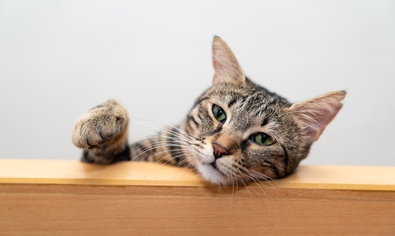 A tabby cat with it's head lying on a piece of wooden furniture and its right paw raised in the air.