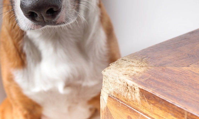 A large white-and-brown dog sitting next to a piece of wood furniture with one of the edges chewed up.