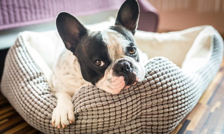 An adorable French Bulldog with black and white fur relaxes in an orthopedic dog bed inside their owner's home.
