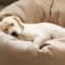 A cute yellow Labrador puppy sleeps on a circular, well-padded dog bed with one ear hanging off the bed.