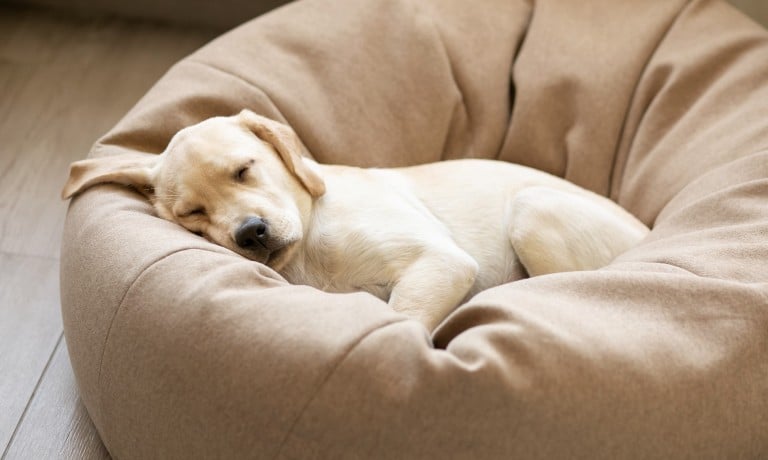 A cute yellow Labrador puppy sleeps on a circular, well-padded dog bed with one ear hanging off the bed.
