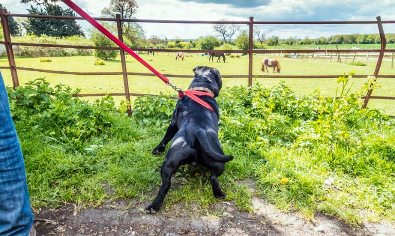 A black dog on a red leash braces and pulls toward grazing horses beyond a fence in a wide green field.