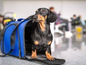 A dachshund stands in a blue pet carrier in the middle of an airport. People sit in the background on chairs.