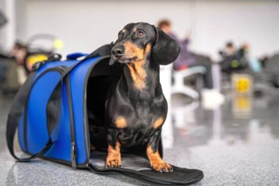 A dachshund stands in a blue pet carrier in the middle of an airport. People sit in the background on chairs.