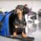 A dachshund stands in a blue pet carrier in the middle of an airport. People sit in the background on chairs.