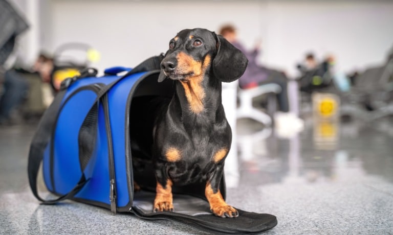 A dachshund stands in a blue pet carrier in the middle of an airport. People sit in the background on chairs.