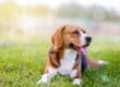 A beagle lies down in a large grassy area. The sun shines down on the dog, which pants as it relaxes.