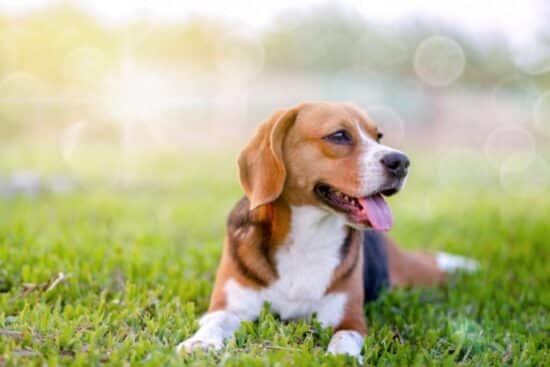 A beagle lies down in a large grassy area. The sun shines down on the dog, which pants as it relaxes.