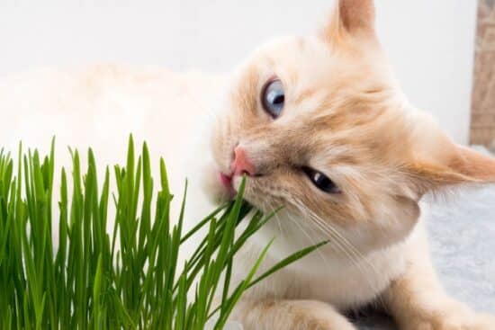 A cream-colored cat with light blue eyes chewing bright green grass sprouts indoors on a soft surface.