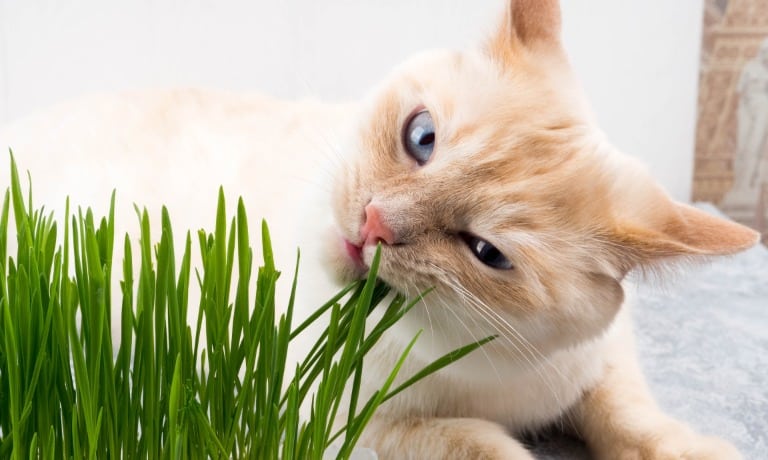 A cream-colored cat with light blue eyes chewing bright green grass sprouts indoors on a soft surface.