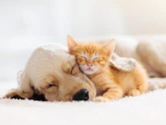 An adorable orange and white Tabby kitten is snuggled into a dog who's asleep. They are lying on a white blanket.