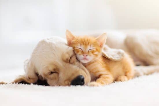 An adorable orange and white Tabby kitten is snuggled into a dog who's asleep. They are lying on a white blanket.