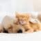 An adorable orange and white Tabby kitten is snuggled into a dog who's asleep. They are lying on a white blanket.