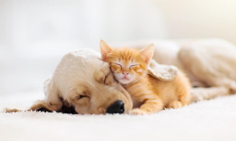 An adorable orange and white Tabby kitten is snuggled into a dog who's asleep. They are lying on a white blanket.