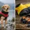 Best Waterproof Dog Coat: What to Look For