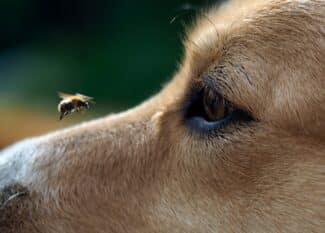 A close view of a wide-eyed dog staring at a flying bumblebee hovering near the tip of its nose outdoors.