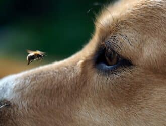 A close view of a wide-eyed dog staring at a flying bumblebee hovering near the tip of its nose outdoors.
