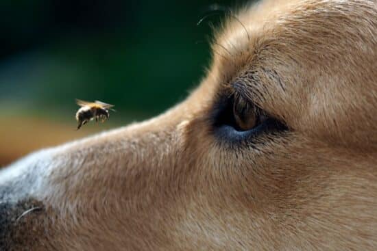 A close view of a wide-eyed dog staring at a flying bumblebee hovering near the tip of its nose outdoors.