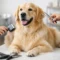 How Often Should You Groom a Dog?