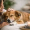 How to Calm Dog Anxiety Naturally